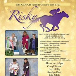 Risky - Cardigan Welsh Corgi