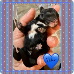 Valor - Black and gold male Yorkshire Terrier puppy in Annandale, Virginia from Artisan Yorkies LLC