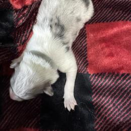 Tinsel - Blue merle white and tan male Collie puppy in Richmond, Kentucky from Puppy Dog City