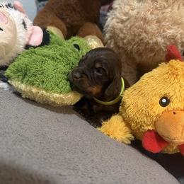 Puppy 2 - Chocolate and tan female Dachshund puppy in Horizon City, Texas from KhloeKPuppies