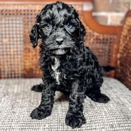 Bobby - Black and chalk male Australian Labradoodle puppy in Decatur, Alabama from Southern Meadows Doodles