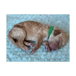 B1- Dk Green - Apricot male Goldendoodle puppy in Ankeny, Iowa from Iowadoodles2love