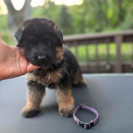 Miss Purple - Black and tan female German Shepherd puppy in Lawton, Michigan from Free Indeed Shepherds