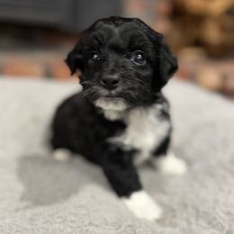 Aussiedoodle puppies from Shooting Star Mini AussieDoodles