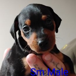OLIVER - Black and tan male Miniature Pinscher puppy in Cincinnati, Ohio from ALL AMERICAN K9 LLC