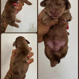 Boy 1-Dapple - Dapple male Dachshund puppy in Rio, Wisconsin from Three K Miniature Dachshunds