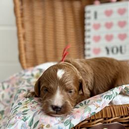 Red - Red  male Goldendoodle puppy in Hesperia, Michigan from Red Acres Poodles & Doodles