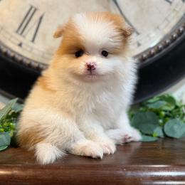 Remi - Red and white female Pomsky puppy in Park Valley, Utah from Designer Pomeranians