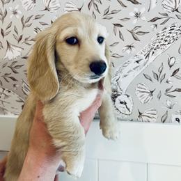 Dachshund Puppies from Guiley Doxies