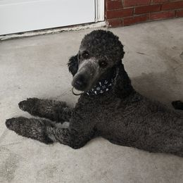 Halle - Poodle