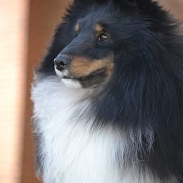 Journey - Shetland Sheepdog