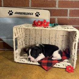 Girl 3 - Black and white female Boston Terrier puppy in Conyers, Georgia from Dixe Hill Dogs