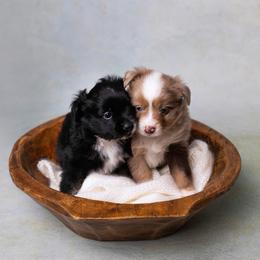 Dean - male Toy Australian Shepherd puppy in Bertram, Texas from Ashley’s Australian Shepherds