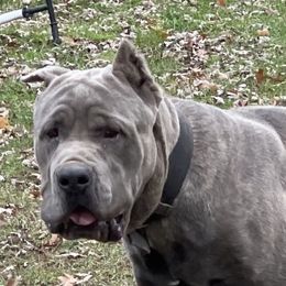 Meg - Cane Corso