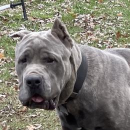 Meg - Cane Corso
