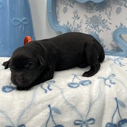 Orange - Black male Labrador Retriever puppy in Heath Springs, South Carolina from Rich Hill Retrievers
