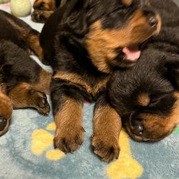 Boy2 - Black and mahogany male Rottweiler puppy in Bartonsville, Pennsylvania from Karol's Rottweilers