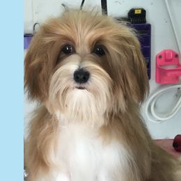 Copper - Havanese