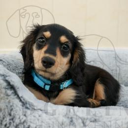 Rufus - Black and cream male Dachshund puppy in Temecula, California from Naomi Magee's Dachshund Kennel