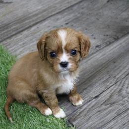 AKC Dora - Ruby female Cavalier King Charles Spaniel puppy in Albany, Indiana from Hatz Off Puppies