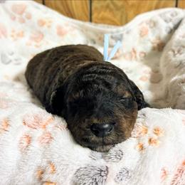 Tyler - Chocolate male Goldendoodle puppy in Pittsburg, Texas from Grace Springs Goldendoodles