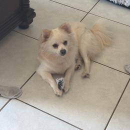 Lacy - Cream female Pomeranian puppy in Wimauma, Florida from Bella's Babies