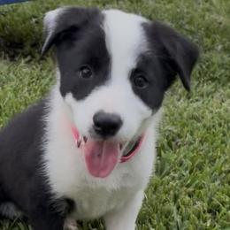 Border Collies from Miles of Trials