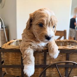 Romeo - Red  male Goldendoodle puppy in Bradenton, Florida from Christianna’s Mini Goldendoodles