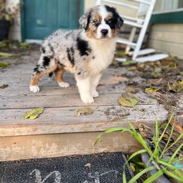 Australian Shepherd Puppies from HCA Aussies