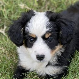 Miniature Australian Shepherds from Two-Three Aussies