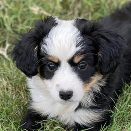 Miniature Australian Shepherds from Two-Three Aussies
