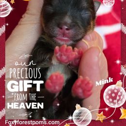 Mink - Black and tan male Pomeranian puppy in Eatonville, Washington from Foxy Forest Poms