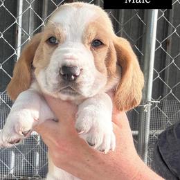 Boy 2 - Red and white male Basset Hound puppy in Kenansville, Florida from Fancy Hounds