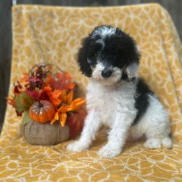 Cinnamon - Parti male Goldendoodle puppy in Atlantic Beach, Florida from Glamorous Golden Doodles