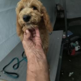 Australian Cobberdog Puppies from Lively Acres Cobberdogs
