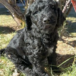 Goldendoodle Puppies from AZ Stickerdoodles