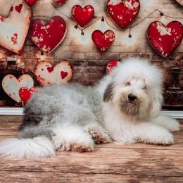 Old English Sheepdog puppies from Cheshire Old English Sheepdogs