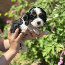 Theo - Tri-color male Cavalier King Charles Spaniel puppy in Silver Bay, Minnesota from Cedar Cavaliers