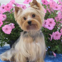 Baker - Yorkshire Terrier