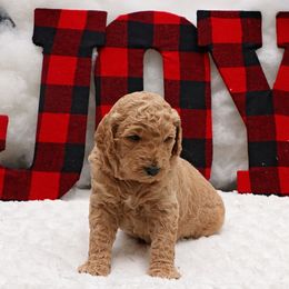 Goldendoodle Puppies from Null Doodles