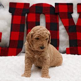 Goldendoodle Puppies from Null Doodles