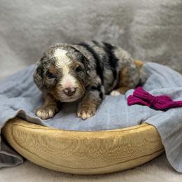 Sunny - Merle female Bernedoodle puppy in Williamson, New York from Lakeside Doodles