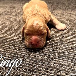 Bingo - Buff male Cocker Spaniel puppy in Clinton, Oklahoma from Enchanted Spaniels
