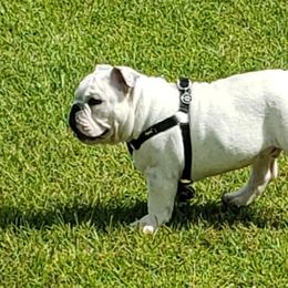 Bulldog and Pug Puppies from Peak Bullies and Pugs