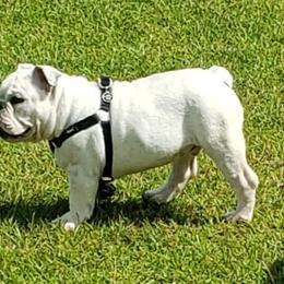 Bulldog and Pug Puppies from Peak Bullies and Pugs