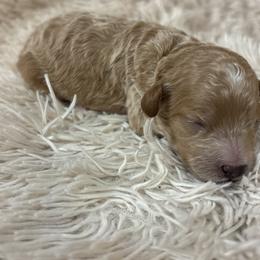 Sienna - Apricot female Cavapoo puppy in Gap, Pennsylvania from Luxe Cavapoo LLC