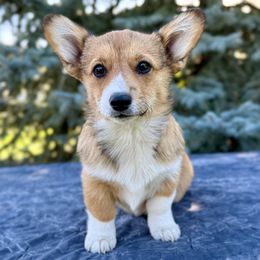 Girl 1 - female Pembroke Welsh Corgi puppy in Saint Ignatius, Montana from Rustic Barn Kennels
