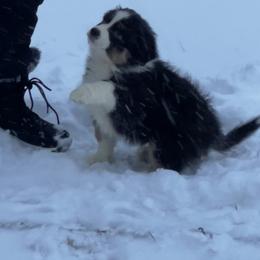Australian Shepherd and Miniature American Shepherd Puppies from Alolan Angel Aussies