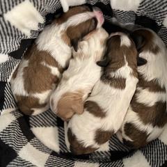Cavachon, Cavalier King Charles Spaniel, and Cavapoo Puppies from LierChonPoo