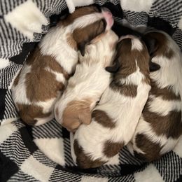 Cavachon, Cavalier King Charles Spaniel, and Cavapoo Puppies from LierChonPoo